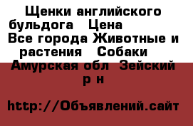 Щенки английского бульдога › Цена ­ 40 000 - Все города Животные и растения » Собаки   . Амурская обл.,Зейский р-н